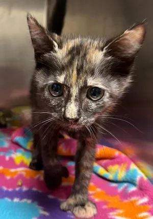 Pollyanna (Petsmart)