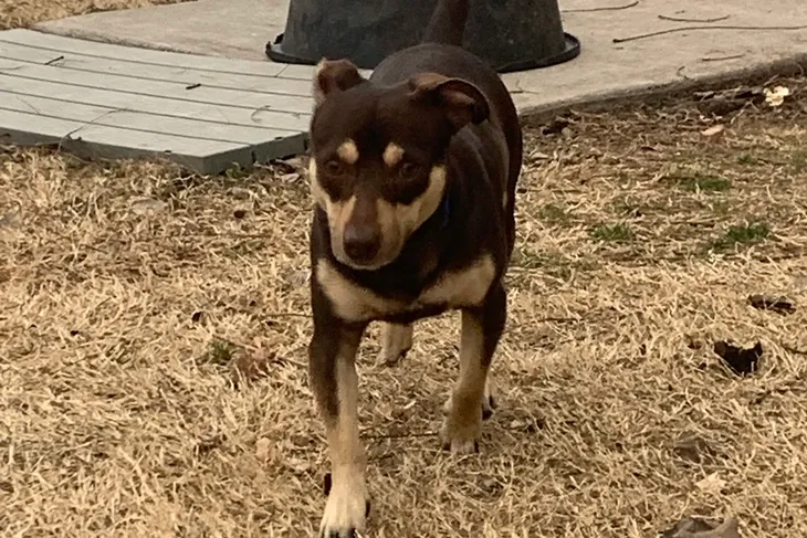 Bella Vista Animal Shelter