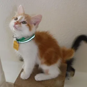 Michael - Precious Little Manx Mix
