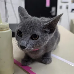 Kitty Minaj