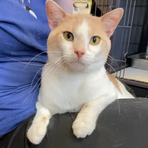 Perdix