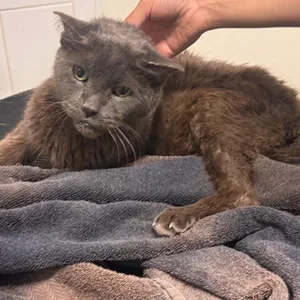 OLD MAN