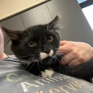 Mustache