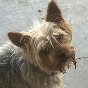 Yoda