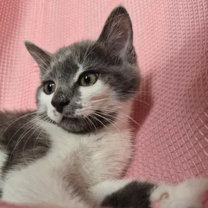 Smudge
