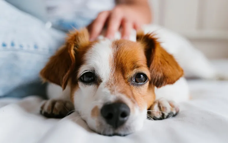 Do Dogs Have Blood Types Like Humans?