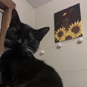Cleo