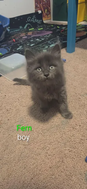 Fern