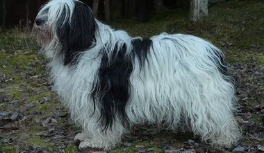 Polish Lowland Sheepdog