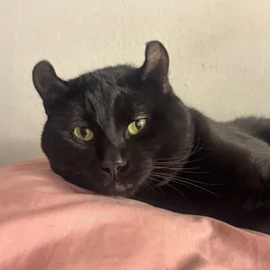 Zorro