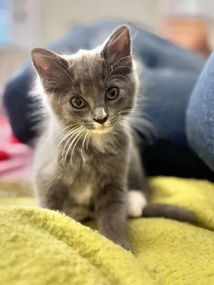 Tig