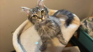Nala