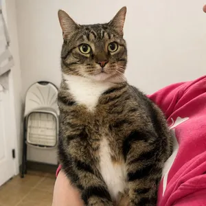 Elvis Purrsley