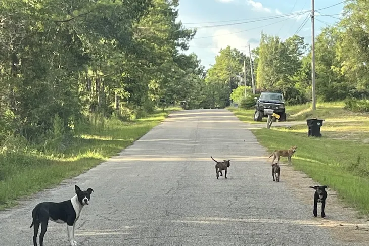 Harrison County Animal Control