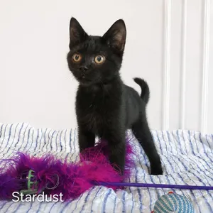 Stardust
