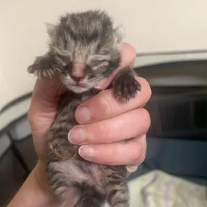 Belly