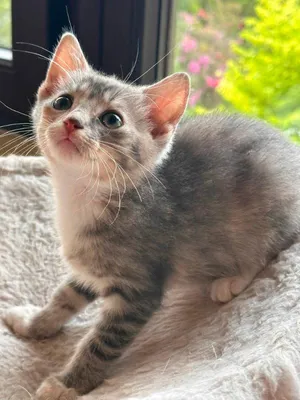 Rosie