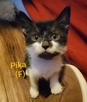 Pika