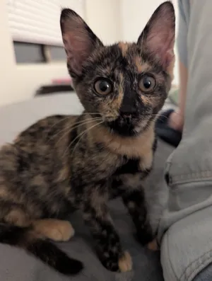 NIA - Kitten