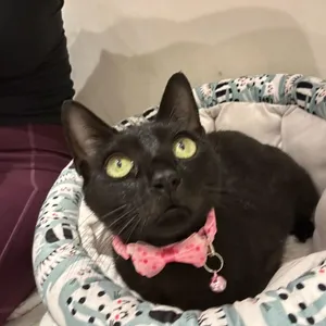 Miss Stella