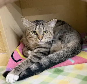 Tiger Lilly