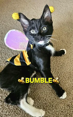 Bumble