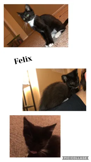 Felix
