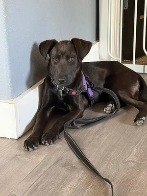 GIGI