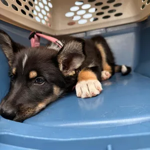 Mira - In Foster!