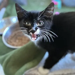 Sweet Pepper