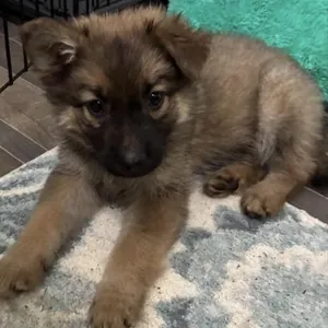 Patti