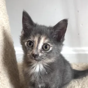 Smudge McKenzie (Stormy kitten)