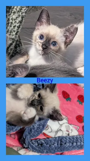 Beezy