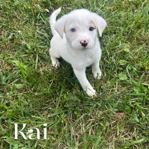 Kai