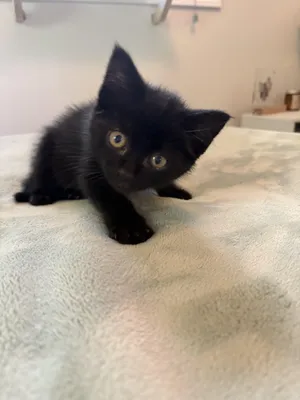 Josie - In Foster
