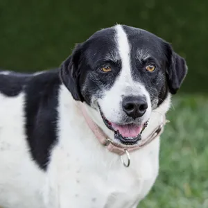 Daisy