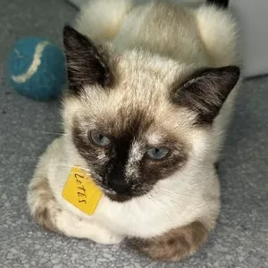 Lotus - Lovely Siamese Mix