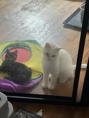 Frank