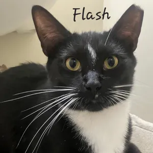 Flash