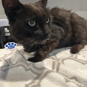 IVHS-Stray-140399