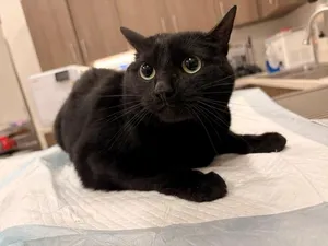 CAT 3