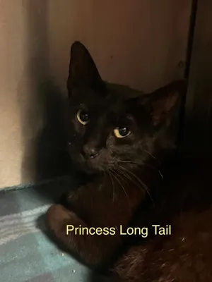 Princess Long Tail
