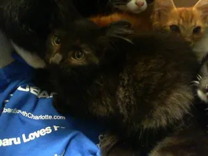 VADER