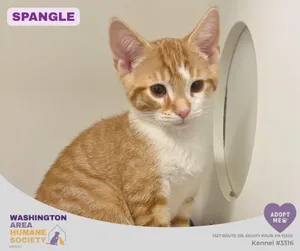 Spangle