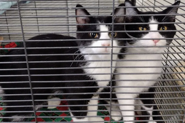 Animal Welfare League