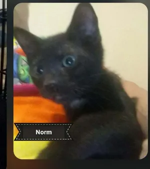 Norm