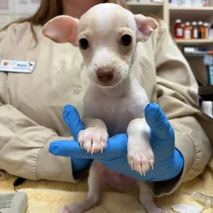 Keebler-In Foster