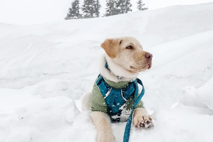 Rimrock Humane Society