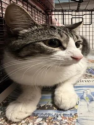 TINY