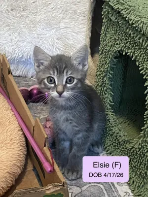Elsie